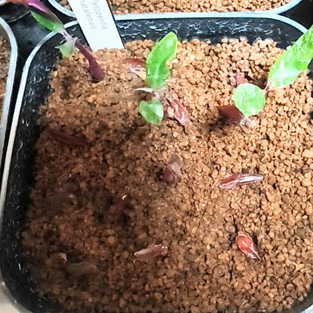 Petopentia natalensis (ペトペンチア ナタレンシス)